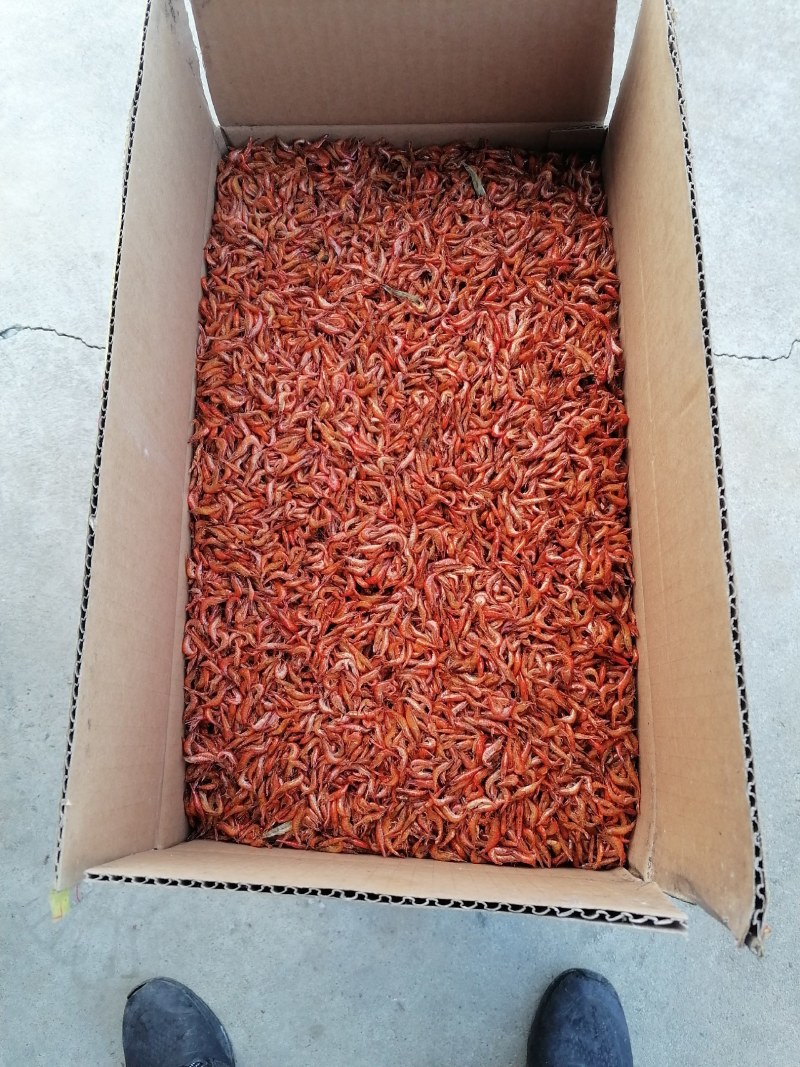 烤虾干，红虾干，河虾干，淡水虾干，精品小红虾干，小草虾干