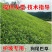 狗尾巴草种子野草种杂草种籽狗尾草种子耐旱绿化观赏草籽护坡