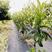 枇杷树苗新品种早熟无核砂糖红枇杷树苗南北方种植抗旱耐寒庭