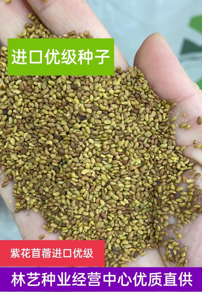 进口紫花苜蓿草种子多年生苜蓿草种籽四季牧草鸡鸭鹅牛羊鱼草