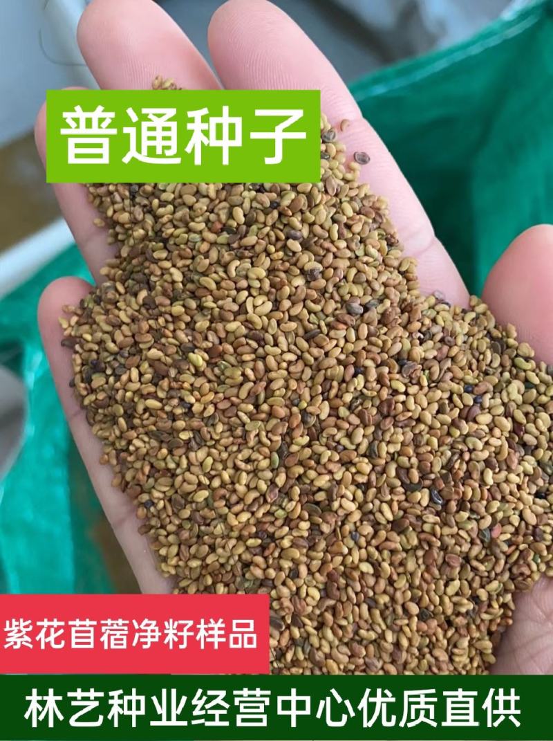 进口紫花苜蓿草种子多年生苜蓿草种籽四季牧草鸡鸭鹅牛羊鱼草