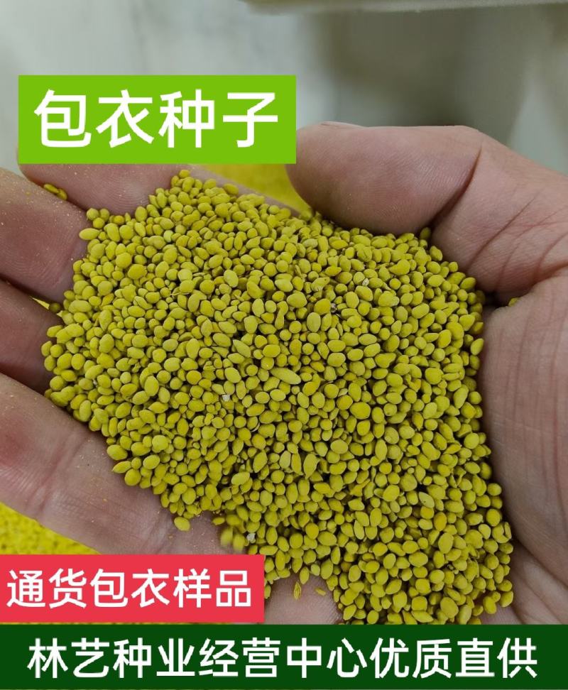 进口紫花苜蓿草种子多年生苜蓿草种籽四季牧草鸡鸭鹅牛羊鱼草