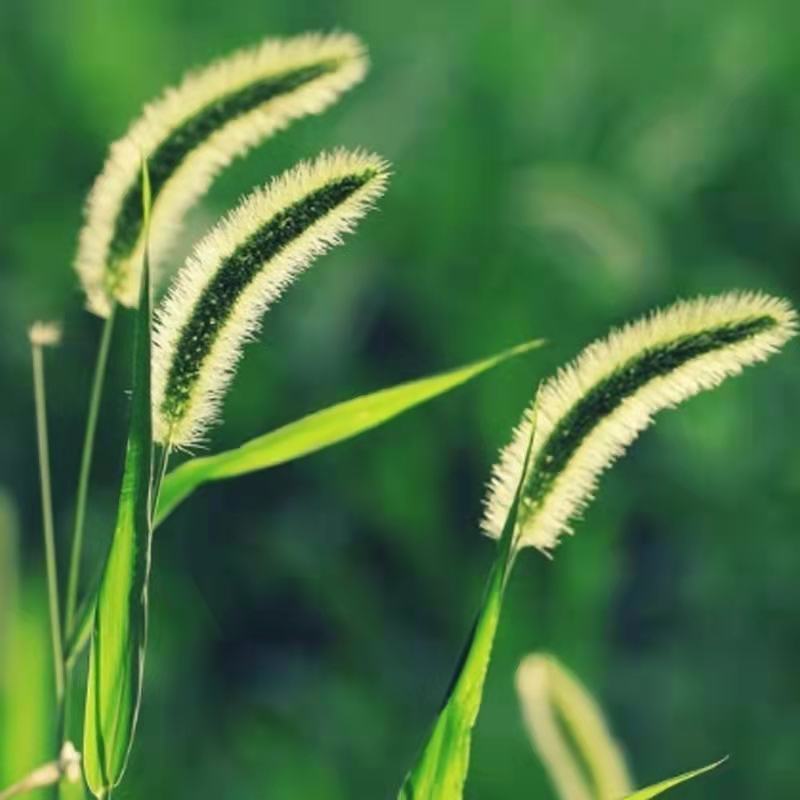 狗尾巴草种子野草种杂草种籽狗尾草种子耐旱绿化观赏草籽护坡