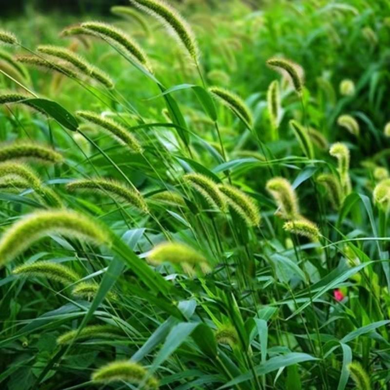 狗尾巴草种子野草种杂草种籽狗尾草种子耐旱绿化观赏草籽护坡