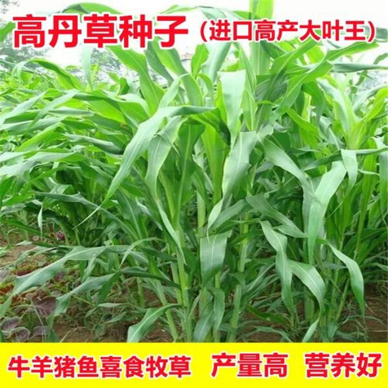高产牧草高丹草种子四季养殖耐热耐旱进口阔叶牛羊草种籽鱼草