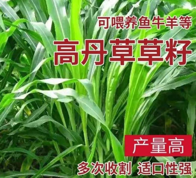 高产牧草高丹草种子四季养殖耐热耐旱进口阔叶牛羊草种籽鱼草