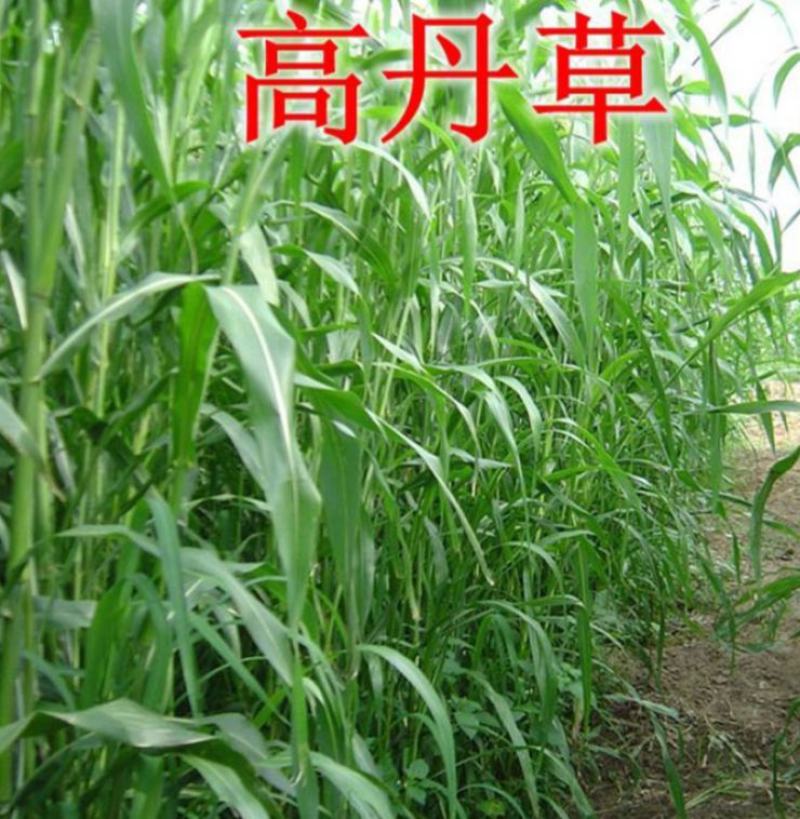 高产牧草高丹草种子四季养殖耐热耐旱进口阔叶牛羊草种籽鱼草
