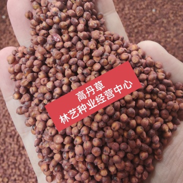 高产牧草高丹草种子四季养殖耐热耐旱进口阔叶牛羊草种籽鱼草