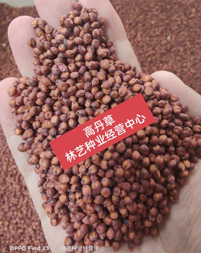 高产牧草高丹草种子四季养殖耐热耐旱进口阔叶牛羊草种籽鱼草