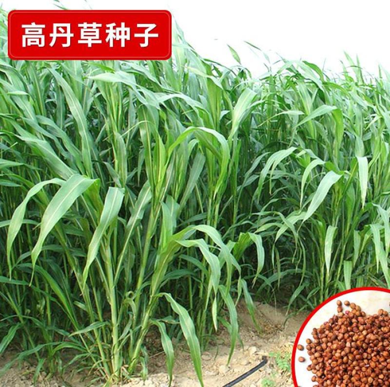 高产牧草高丹草种子四季养殖耐热耐旱进口阔叶牛羊草种籽鱼草