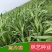高产牧草高丹草种子四季养殖耐热耐旱进口阔叶牛羊草种籽鱼草