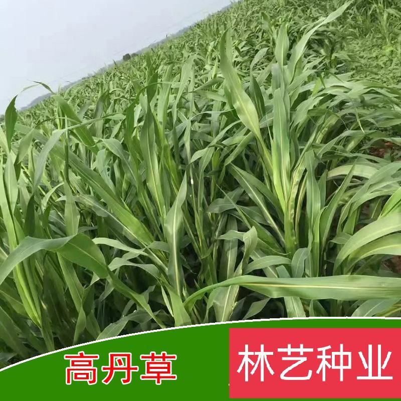 高产牧草高丹草种子四季养殖耐热耐旱进口阔叶牛羊草种籽鱼草