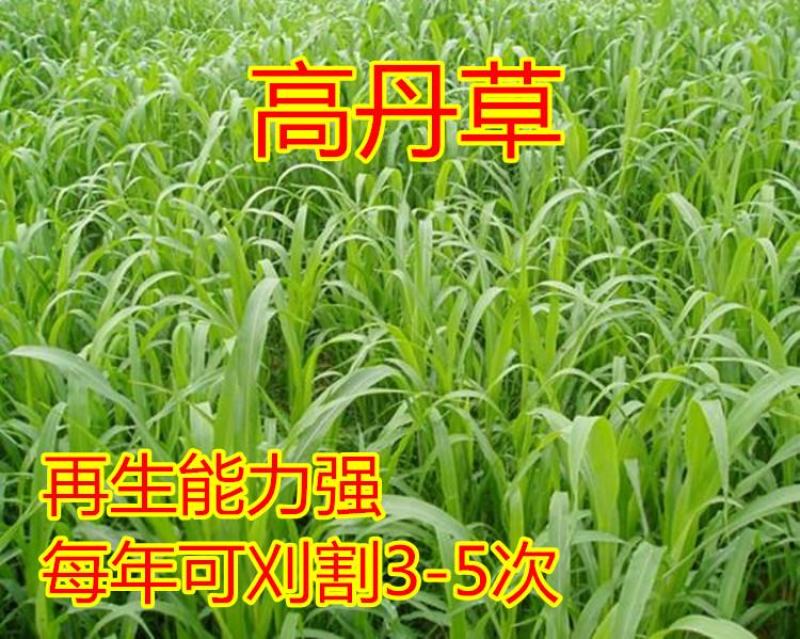 高产牧草高丹草种子四季养殖耐热耐旱进口阔叶牛羊草种籽鱼草