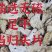 当归片、头、全当归正宗甘肃岷县，特级、无硫磺、包邮