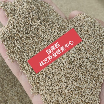 提摩西草种子多年生猫尾草梯牧草兔草豚鼠荷兰猪饲用耐寒牧草