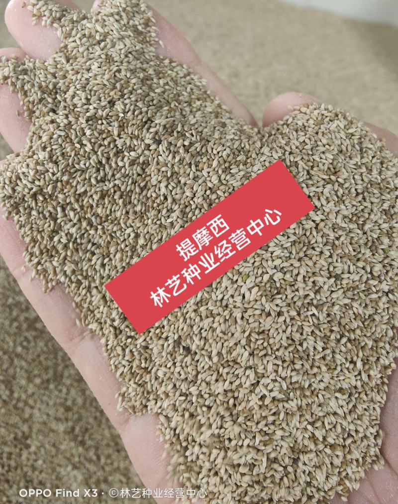 提摩西草种子多年生猫尾草梯牧草兔草豚鼠荷兰猪饲用耐寒牧草