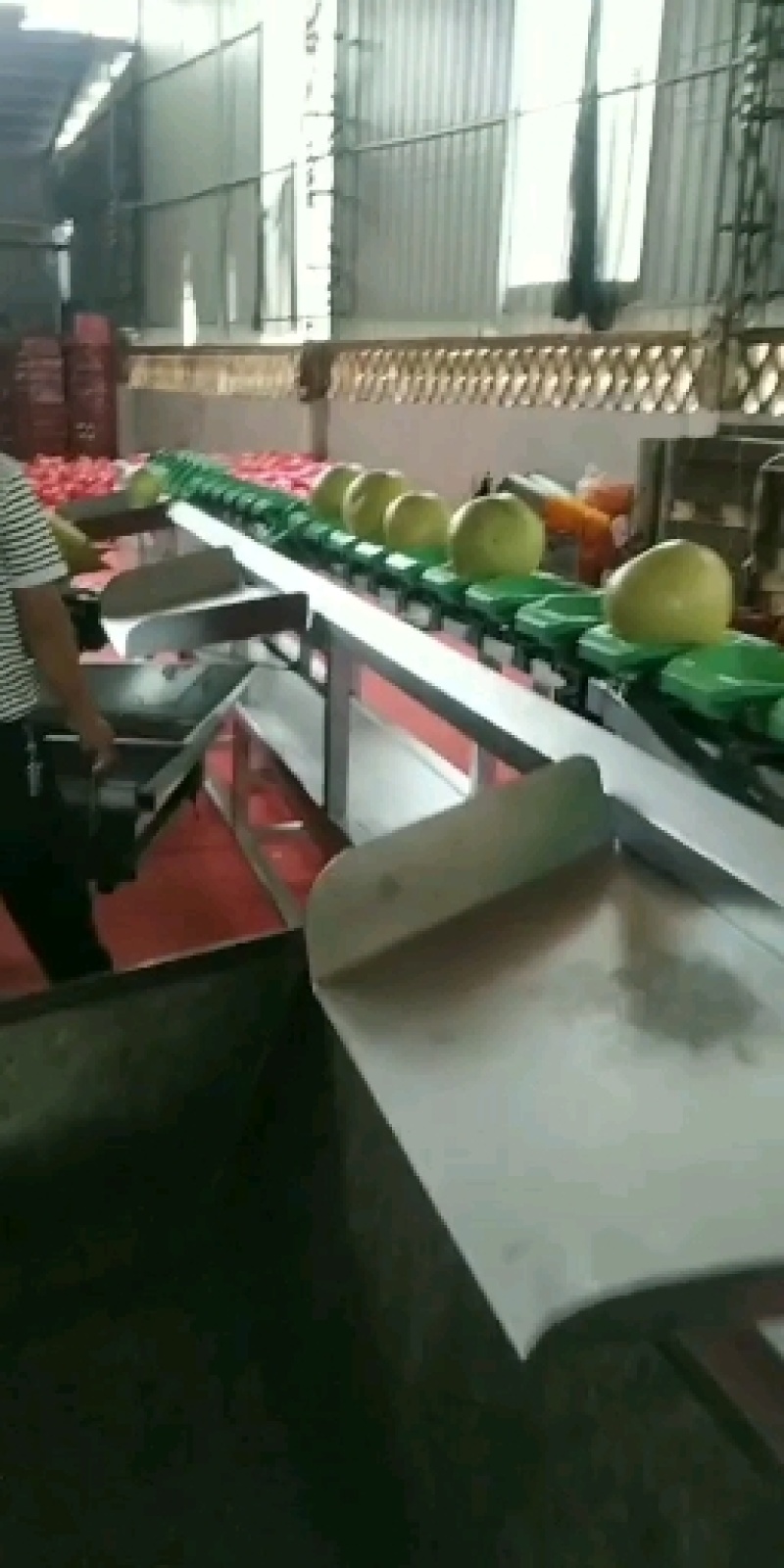 福建高山青皮红柚白柚带小价格实惠，有需要采购的请联系！！