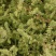 沙米种子沙米草牧草饲草沙米沙蓬草荒漠饲草耐旱耐旱牧草种子