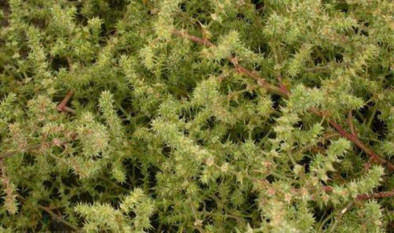 沙米种子沙米草牧草饲草沙米沙蓬草荒漠饲草耐旱耐旱牧草种子