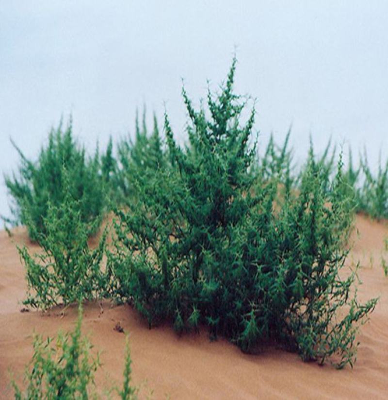 沙米种子沙米草牧草饲草沙米沙蓬草荒漠饲草耐旱耐旱牧草种子