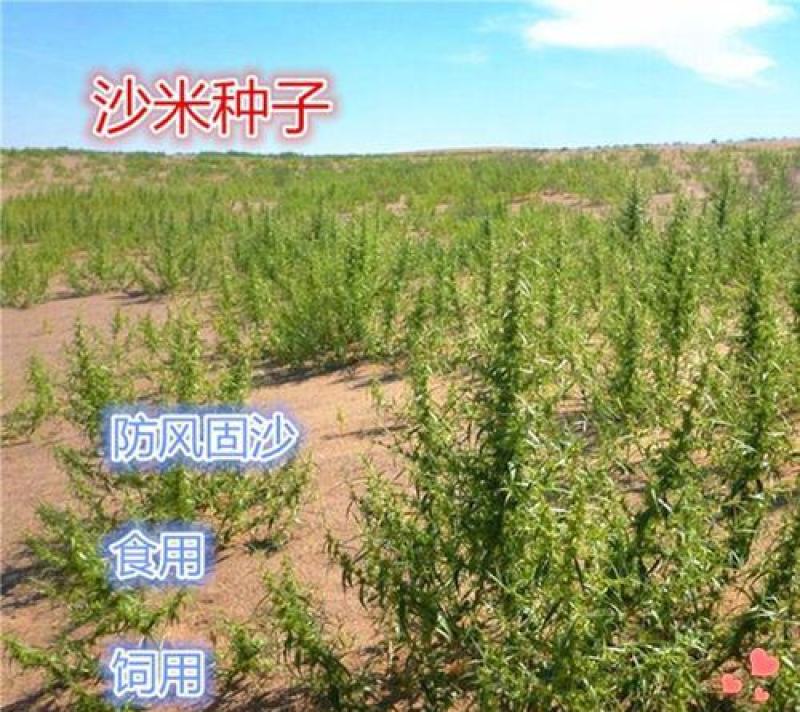 沙米种子沙米草牧草饲草沙米沙蓬草荒漠饲草耐旱耐旱牧草种子