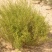 沙米种子沙米草牧草饲草沙米沙蓬草荒漠饲草耐旱耐旱牧草种子
