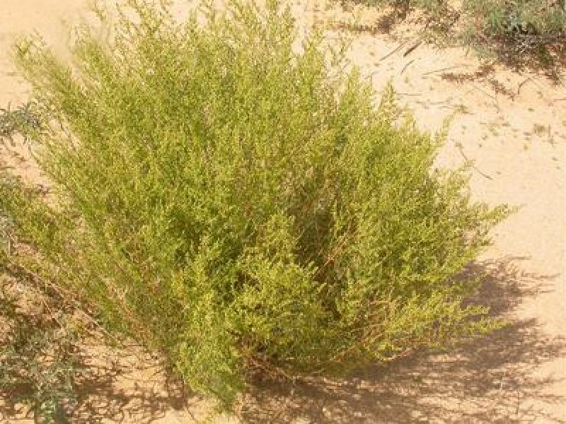 沙米种子沙米草牧草饲草沙米沙蓬草荒漠饲草耐旱耐旱牧草种子