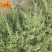 沙米种子沙米草牧草饲草沙米沙蓬草荒漠饲草耐旱耐旱牧草种子