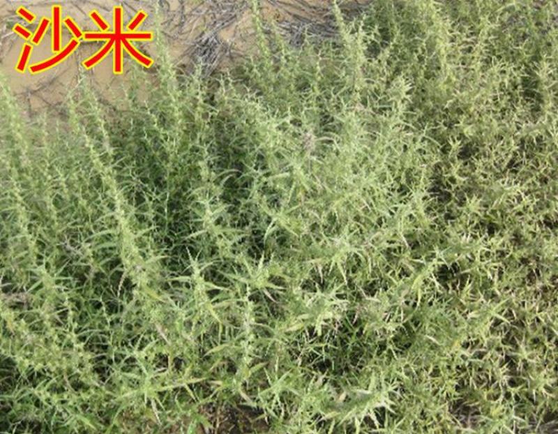 沙米种子沙米草牧草饲草沙米沙蓬草荒漠饲草耐旱耐旱牧草种子