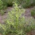 沙米种子沙米草牧草饲草沙米沙蓬草荒漠饲草耐旱耐旱牧草种子