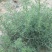 沙米种子沙米草牧草饲草沙米沙蓬草荒漠饲草耐旱耐旱牧草种子