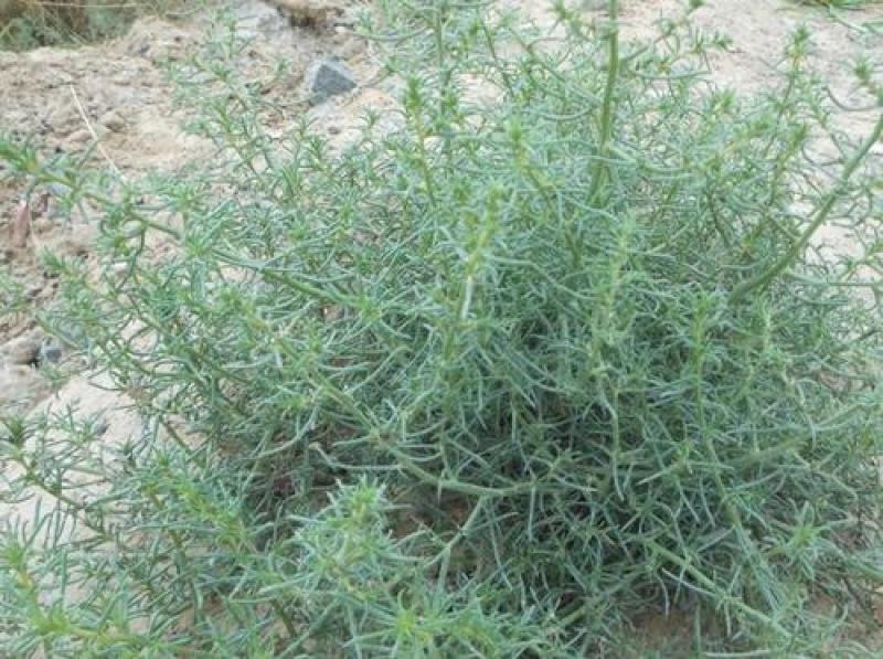 沙米种子沙米草牧草饲草沙米沙蓬草荒漠饲草耐旱耐旱牧草种子