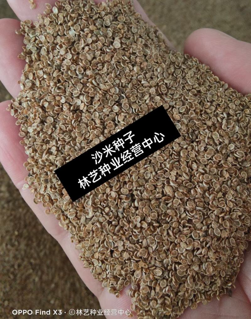 沙米种子沙米草牧草饲草沙米沙蓬草荒漠饲草耐旱耐旱牧草种子