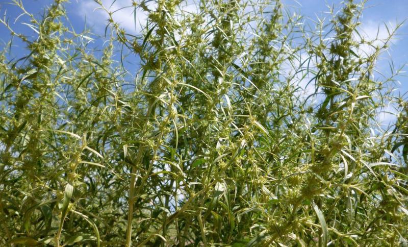 沙米种子沙米草牧草饲草沙米沙蓬草荒漠饲草耐旱耐旱牧草种子