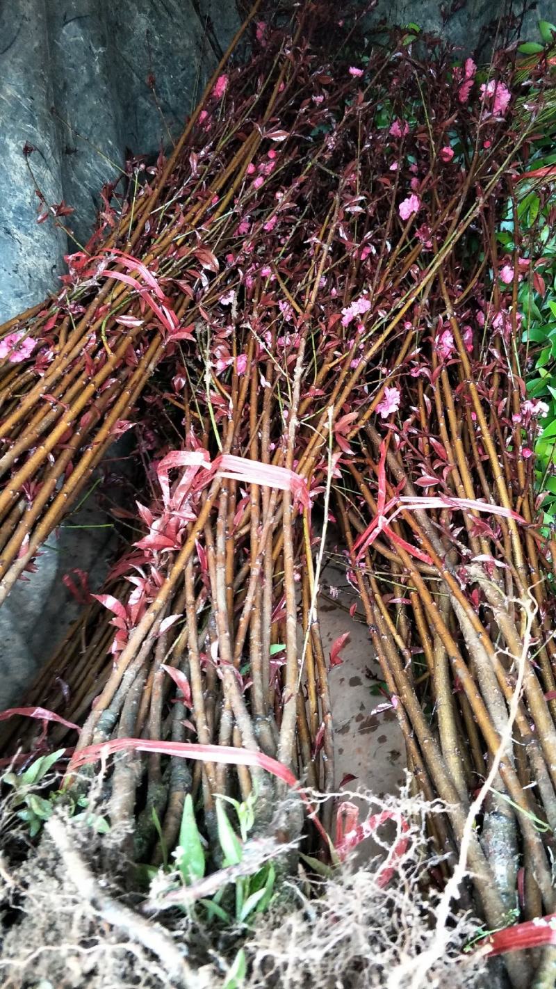 观赏桃花苗，青叶碧桃嫁接桃花，红叶桃花都有根须发达