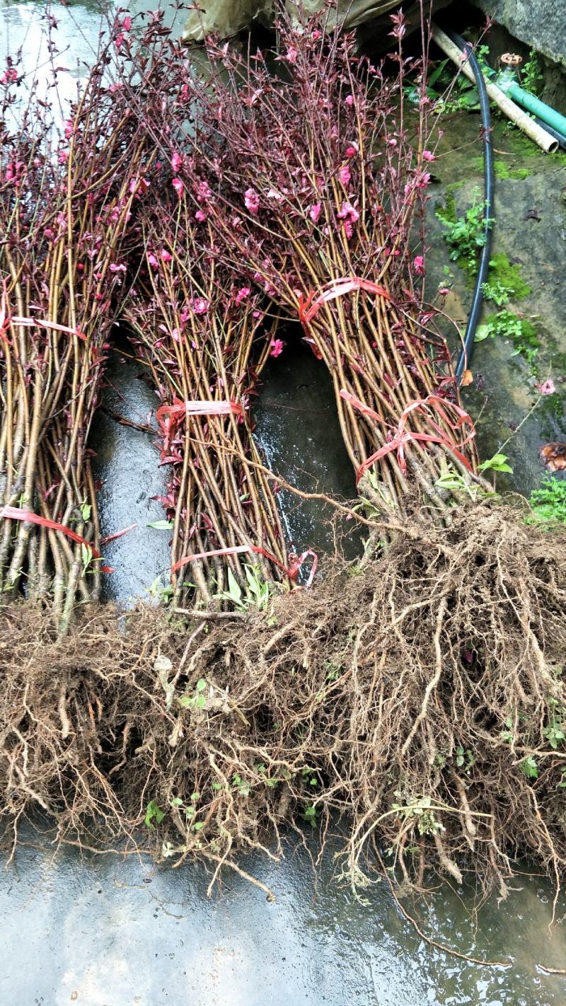 观赏桃花苗，青叶碧桃嫁接桃花，红叶桃花都有根须发达