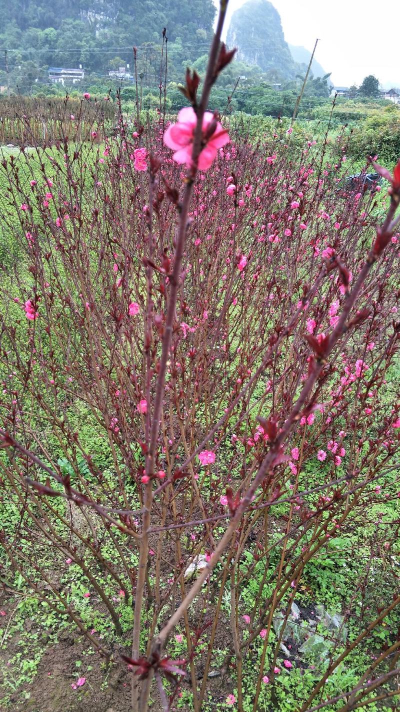 观赏桃花苗，青叶碧桃嫁接桃花，红叶桃花都有根须发达
