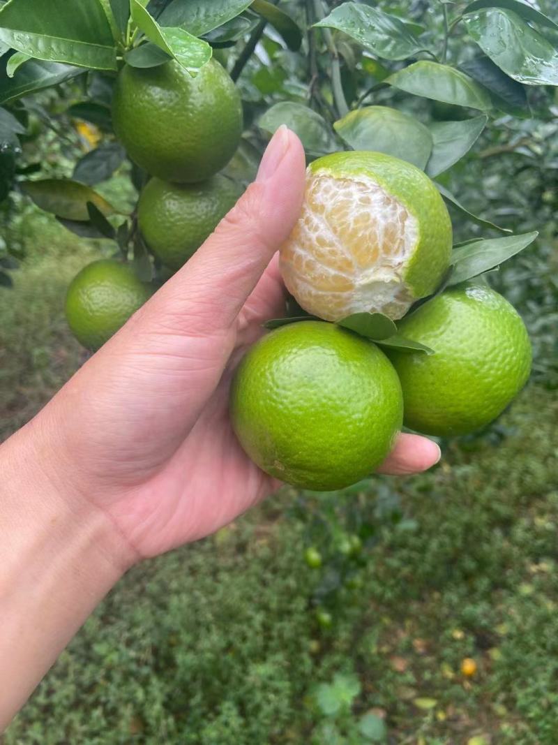 皇帝柑电商果大量上市，50起1.55需要采购请联系！！！