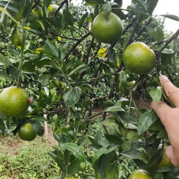 皇帝柑电商果大量上市，50起1.55需要采购请联系！！！