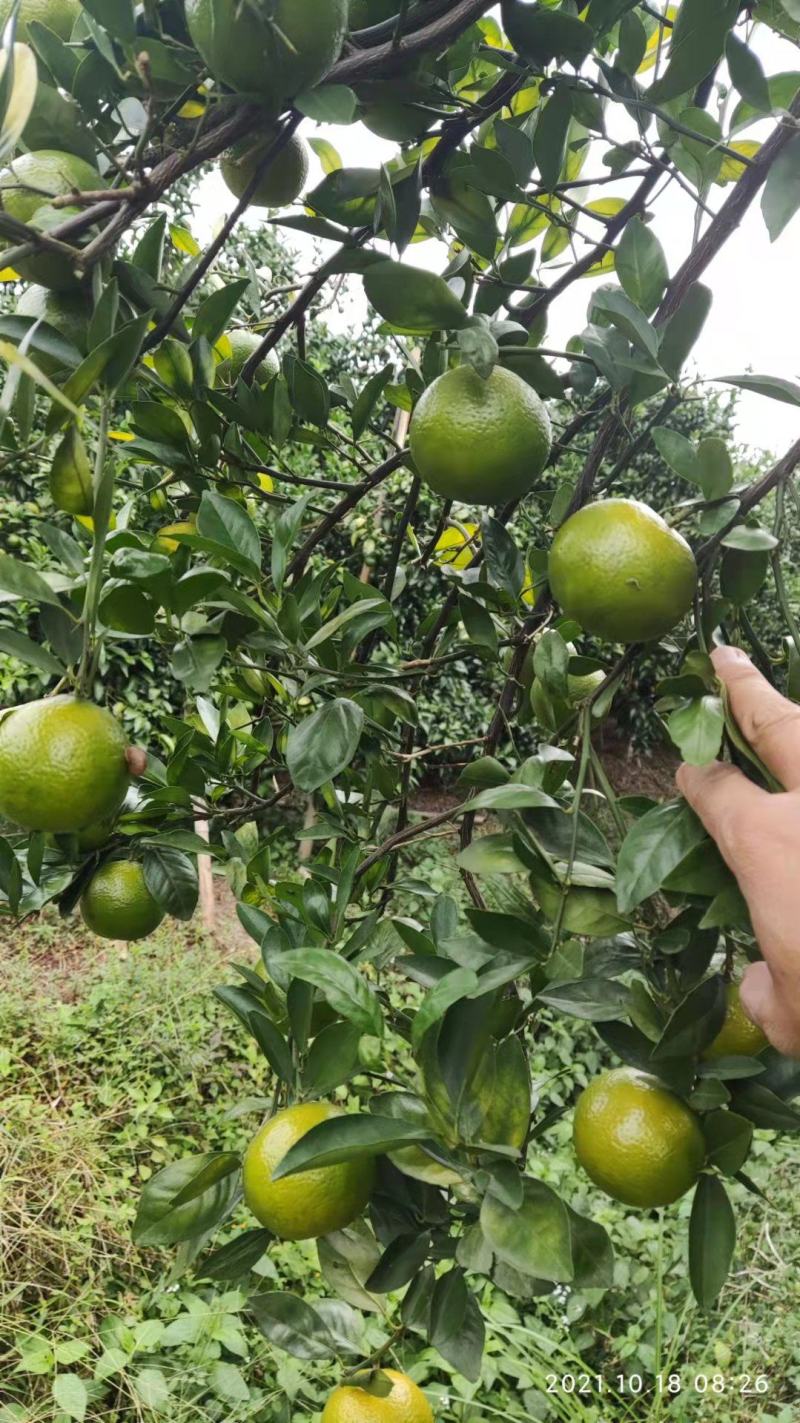 皇帝柑电商果大量上市，50起1.55需要采购请联系！！！