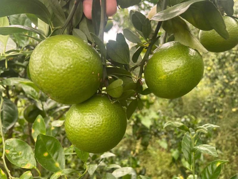 皇帝柑电商果大量上市，50起1.55需要采购请联系！！！