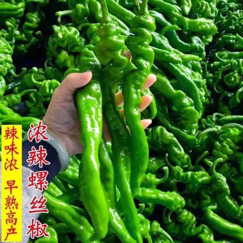 【螺丝椒】佳美改良型三系杂交品种辣味香浓高产优质种子