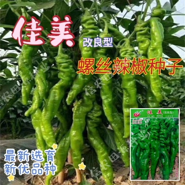 【螺丝椒】佳美改良型三系杂交品种辣味香浓高产优质种子