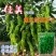 【螺丝椒】佳美改良型三系杂交品种辣味香浓高产优质种子