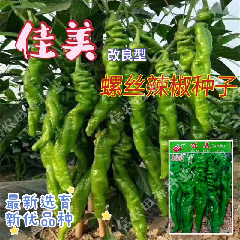 【螺丝椒】佳美改良型三系杂交品种辣味香浓高产优质种子