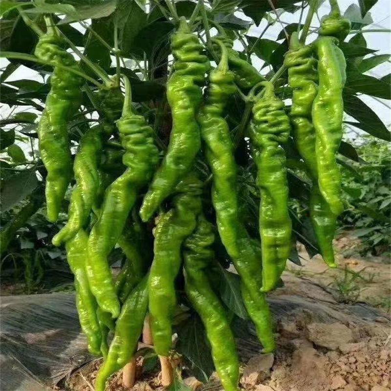 【螺丝椒】佳美改良型三系杂交品种辣味香浓高产优质种子