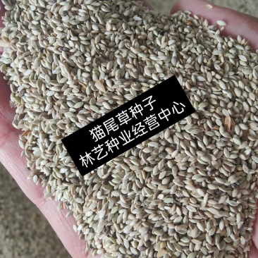 猫尾草种子牧草种子猫尾草种子牧草种子猫尾草种子