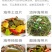 （包邮）新鲜5斤海带头盐渍海鲜厚片肉厚饱满美味可口盐少