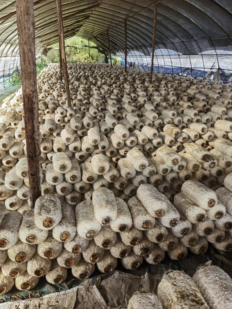 平菇菌棒出过菇的，因场地原因卖出