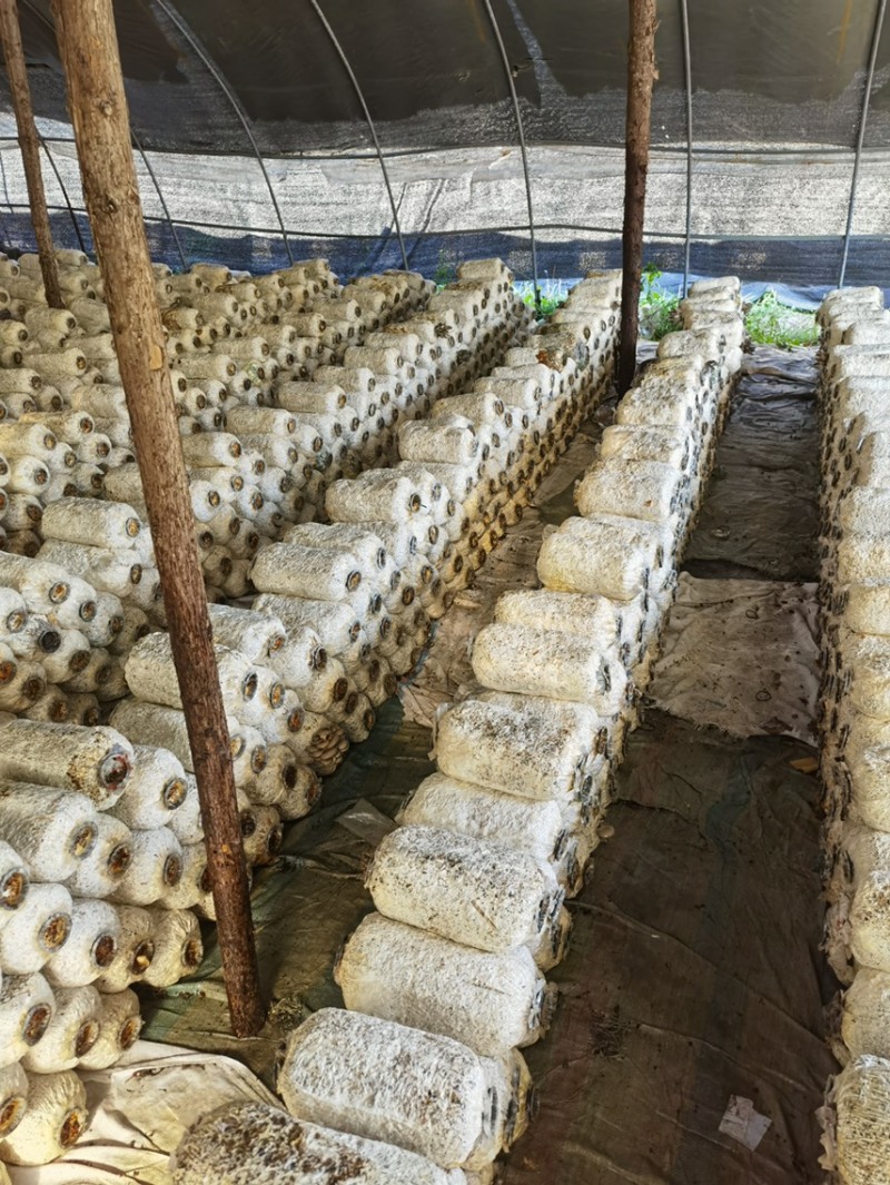 平菇菌棒出过菇的，因场地原因卖出